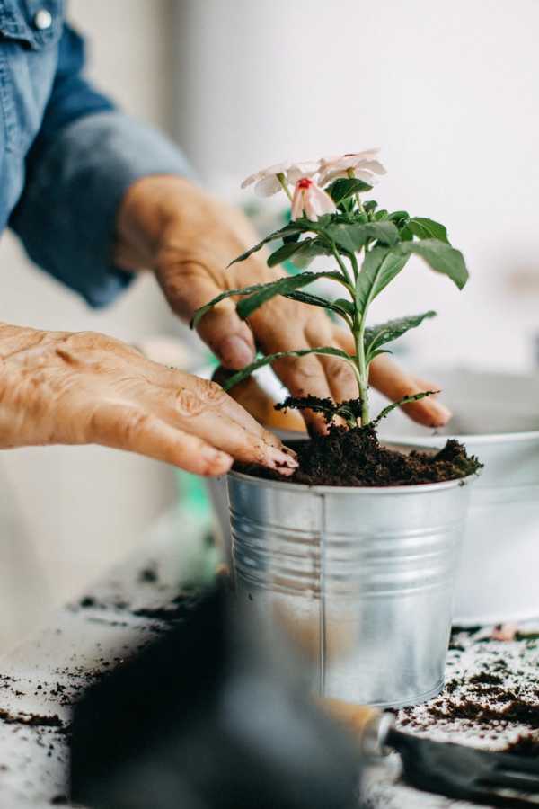 Resident planting a flower at Merrill Gardens at Renton Centre